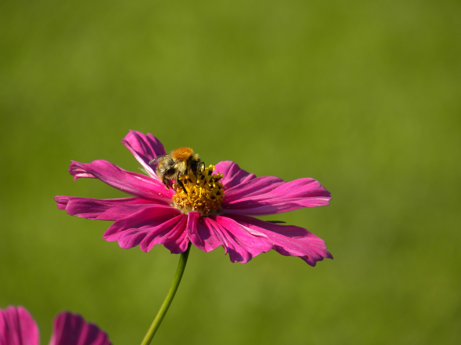 Sommerblumen