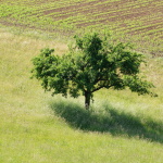 Baum mit Schatten