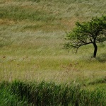 Baum und Schilf