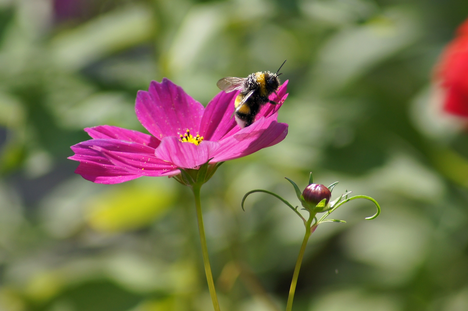 Sommerblume mit Biene