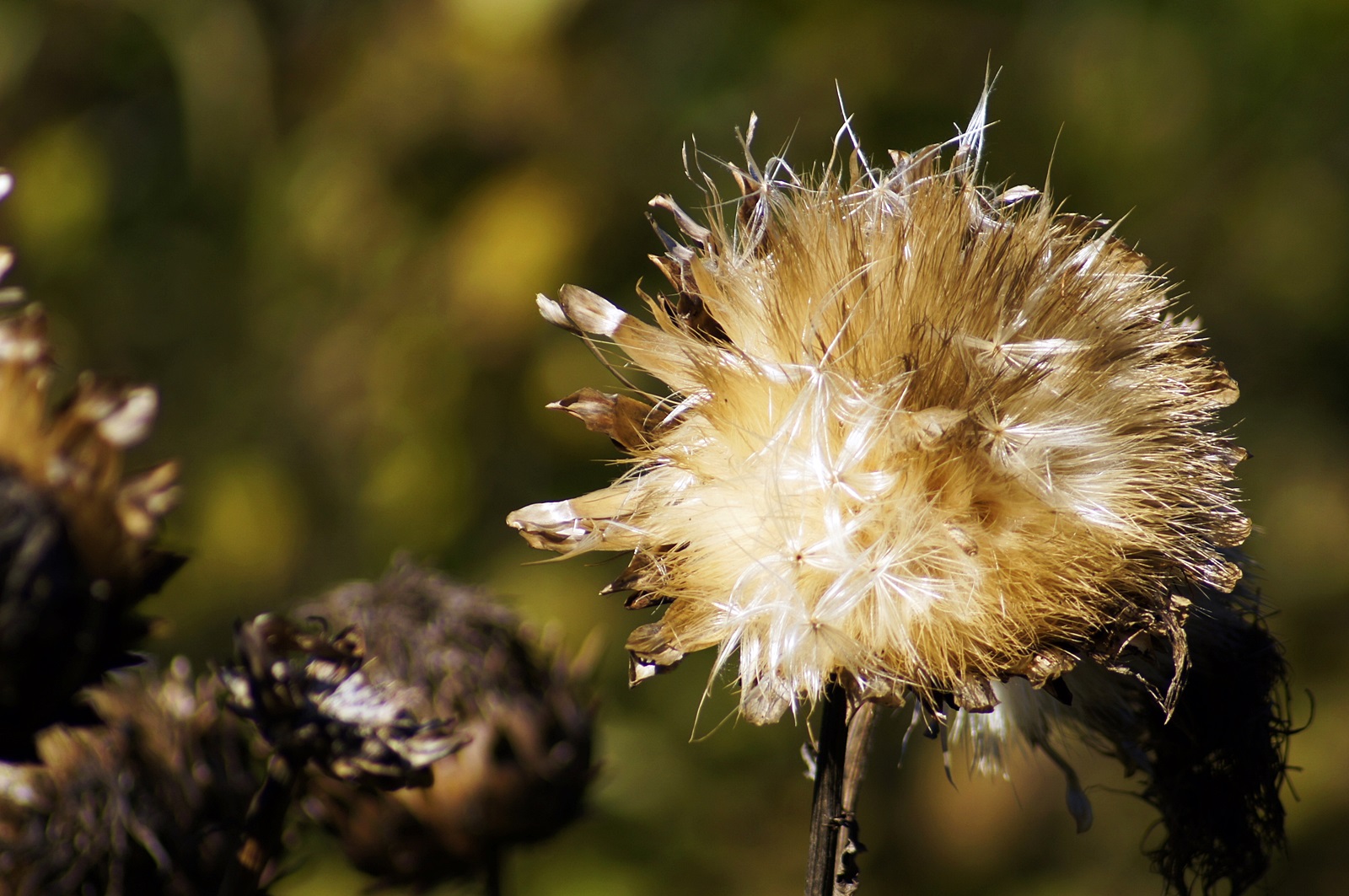 Distelblüte im Abendlicht